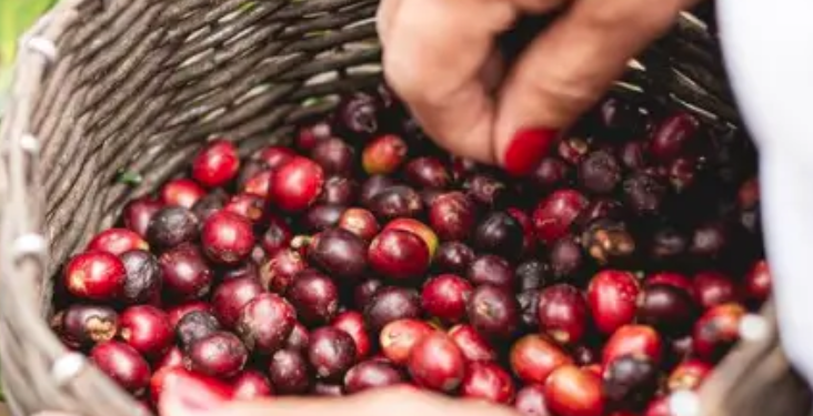 Producción de café cayó en noviembre y mantuvo estables las exportaciones